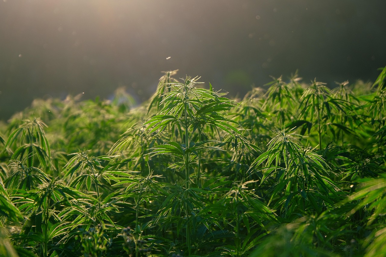 Medicinal Marijuana: How it Works and its Benefits and Risks