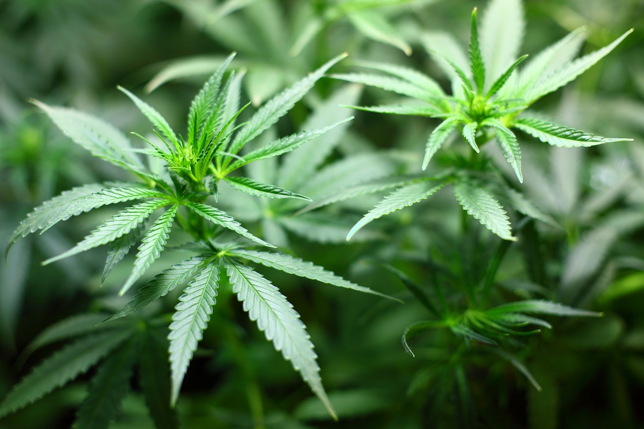 Medicinal Marijuana: How it Works and its Benefits and Risks
