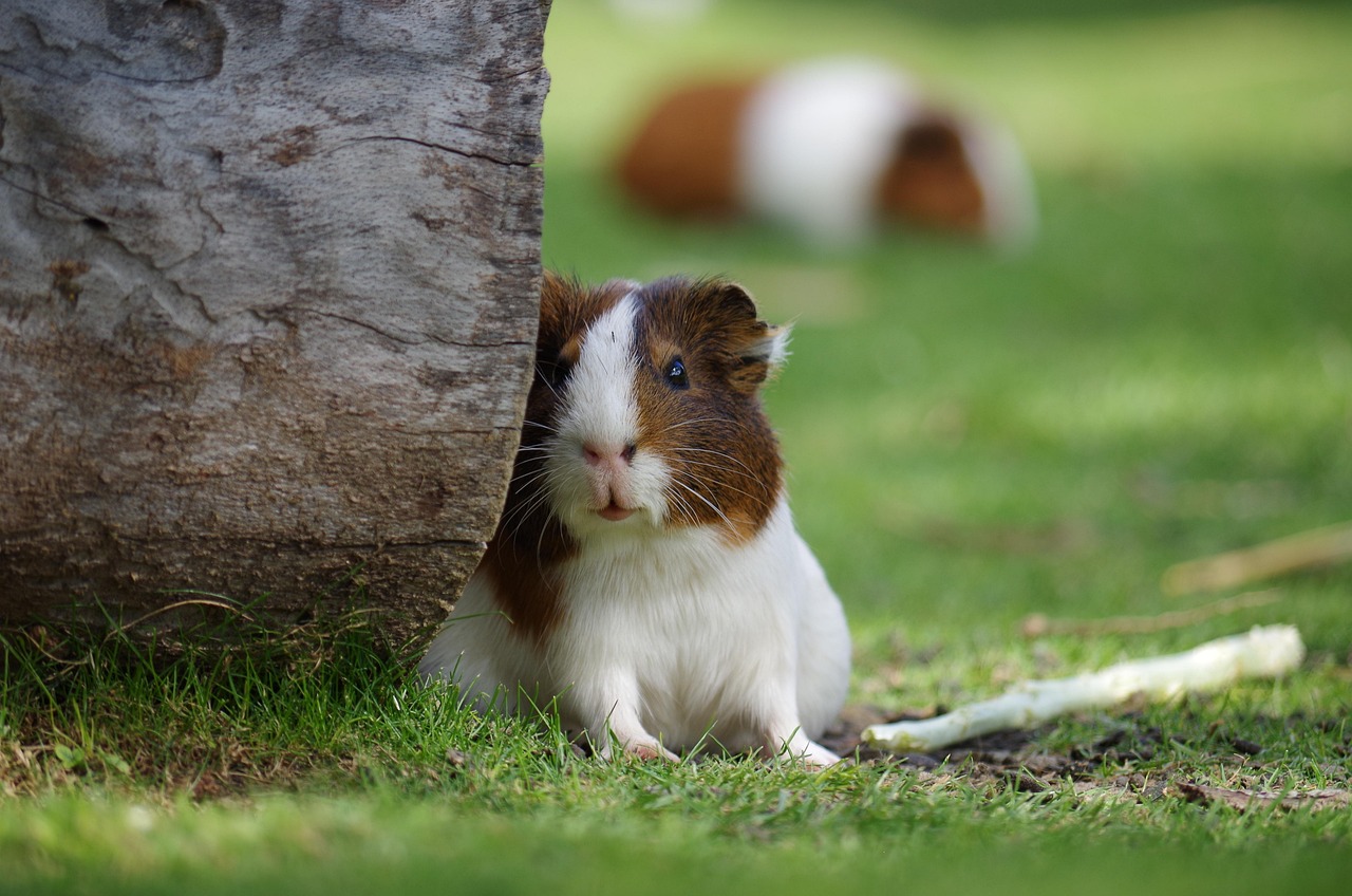 The Controversy of Drug Testing on Animals