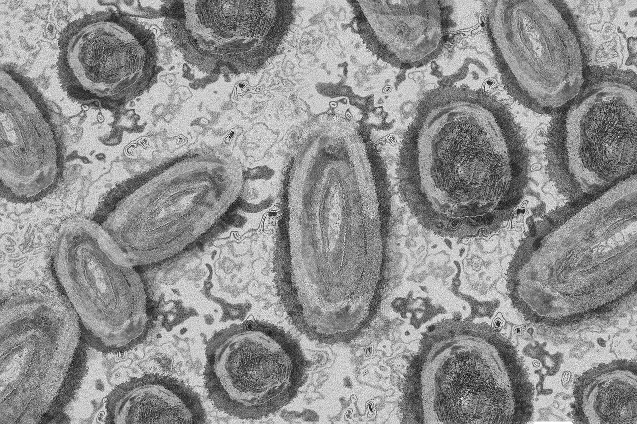 Smallpox in a Nutshell